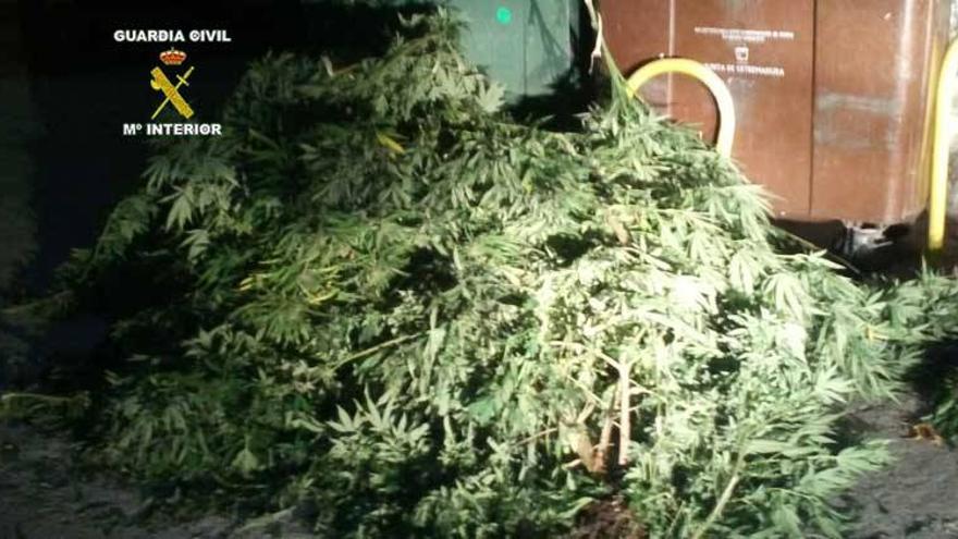 Dos detenidos en Almoharín con 60 kilos de marihuana