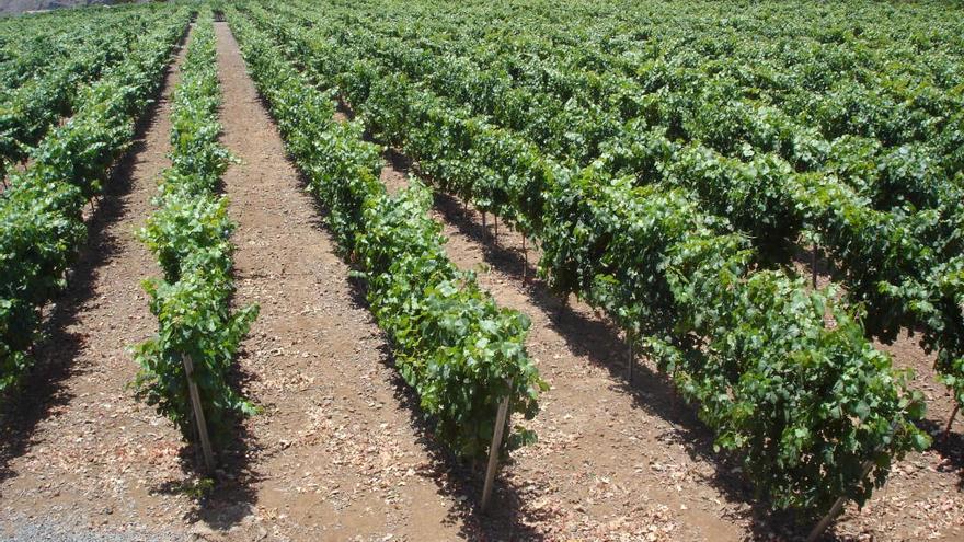 Los agricultores de San Bartolomé vendimian 71.767 kilos de uva
