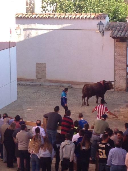 Toro de cajón y encierro urbano en Toro