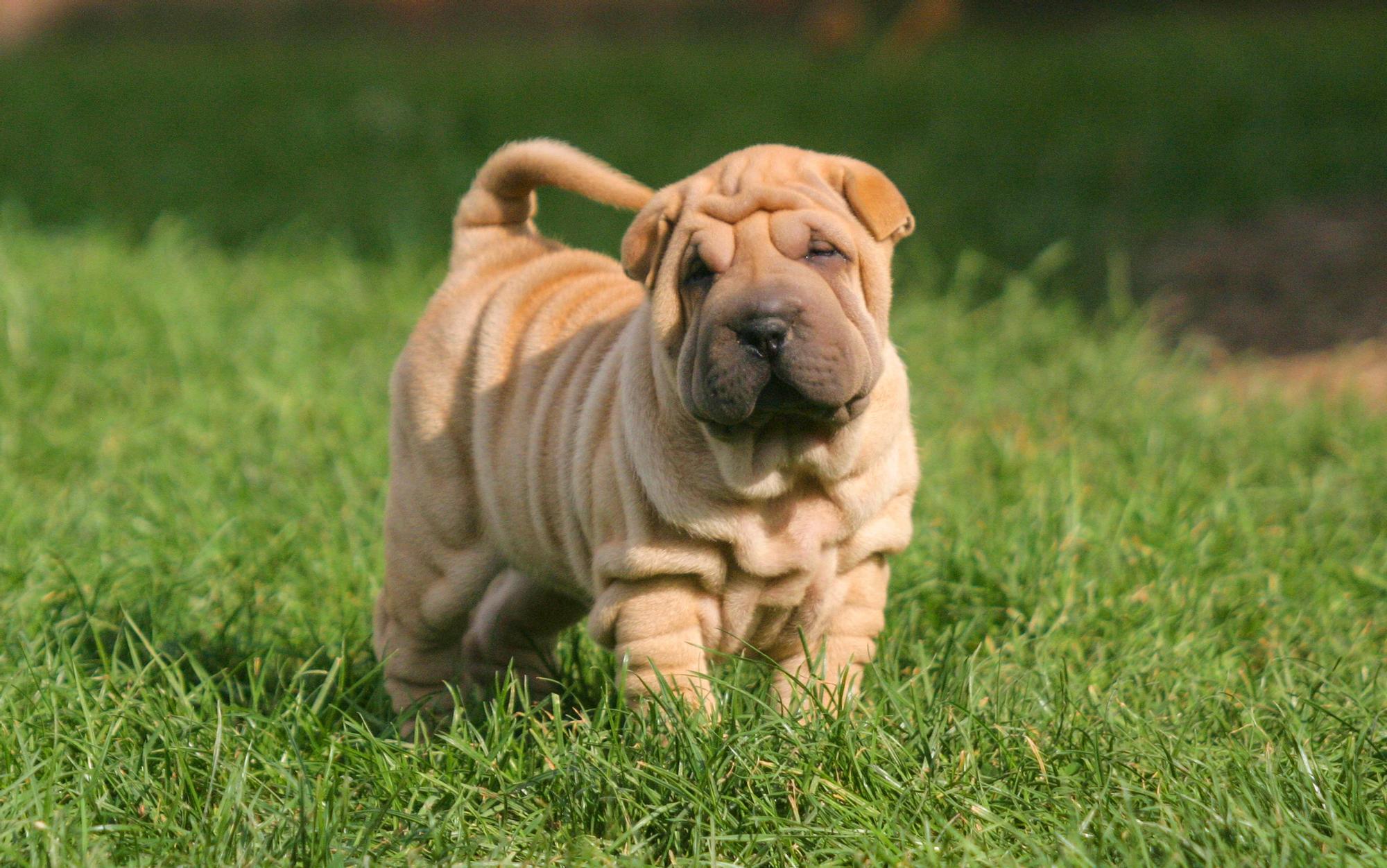 Razas raras de perro: Shar Pei