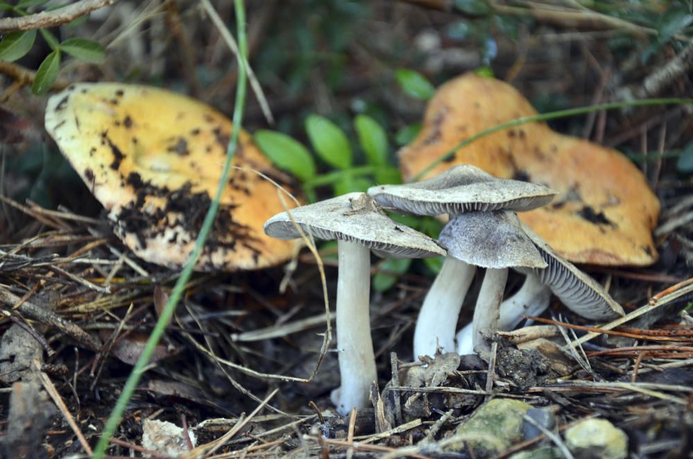 Caçadors de bolets. Bon any de bolets a la nostra comarca. Rovellons i fredolics creant una bella imatge i esperant la seva captura, ja que són molt apreciats per cuinar.