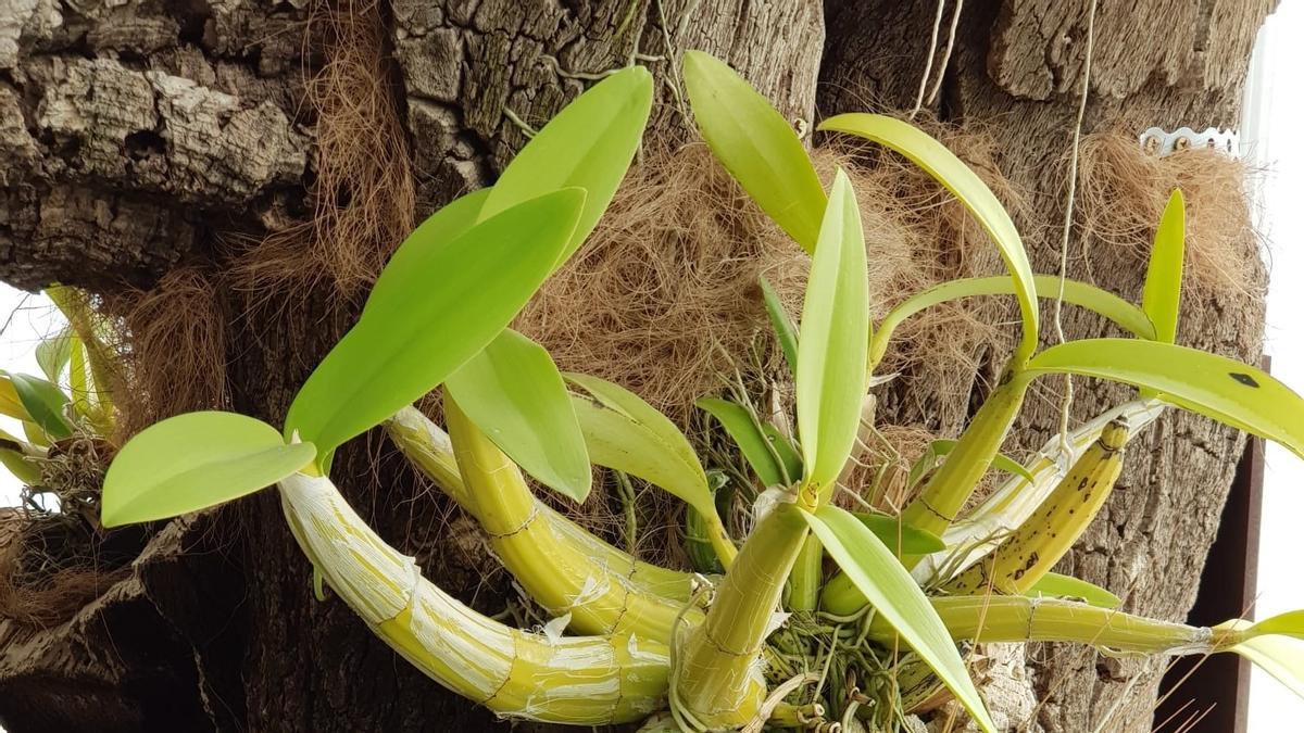 Siete años de cuidados para que florezca la orquídea 'La amante de las  hormigas' - La Opinión de Málaga