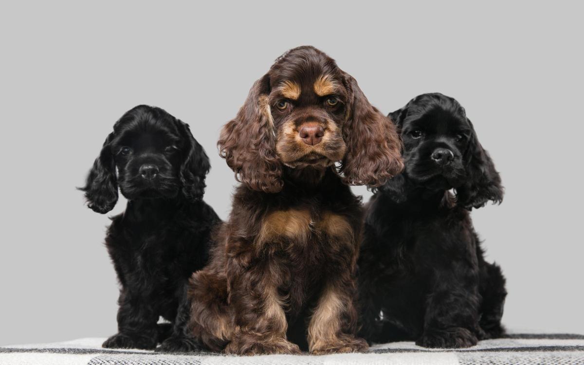 Sorprendente revelación: Los cocker spaniel ingleses superan a los rottweiler como la raza más agresiva