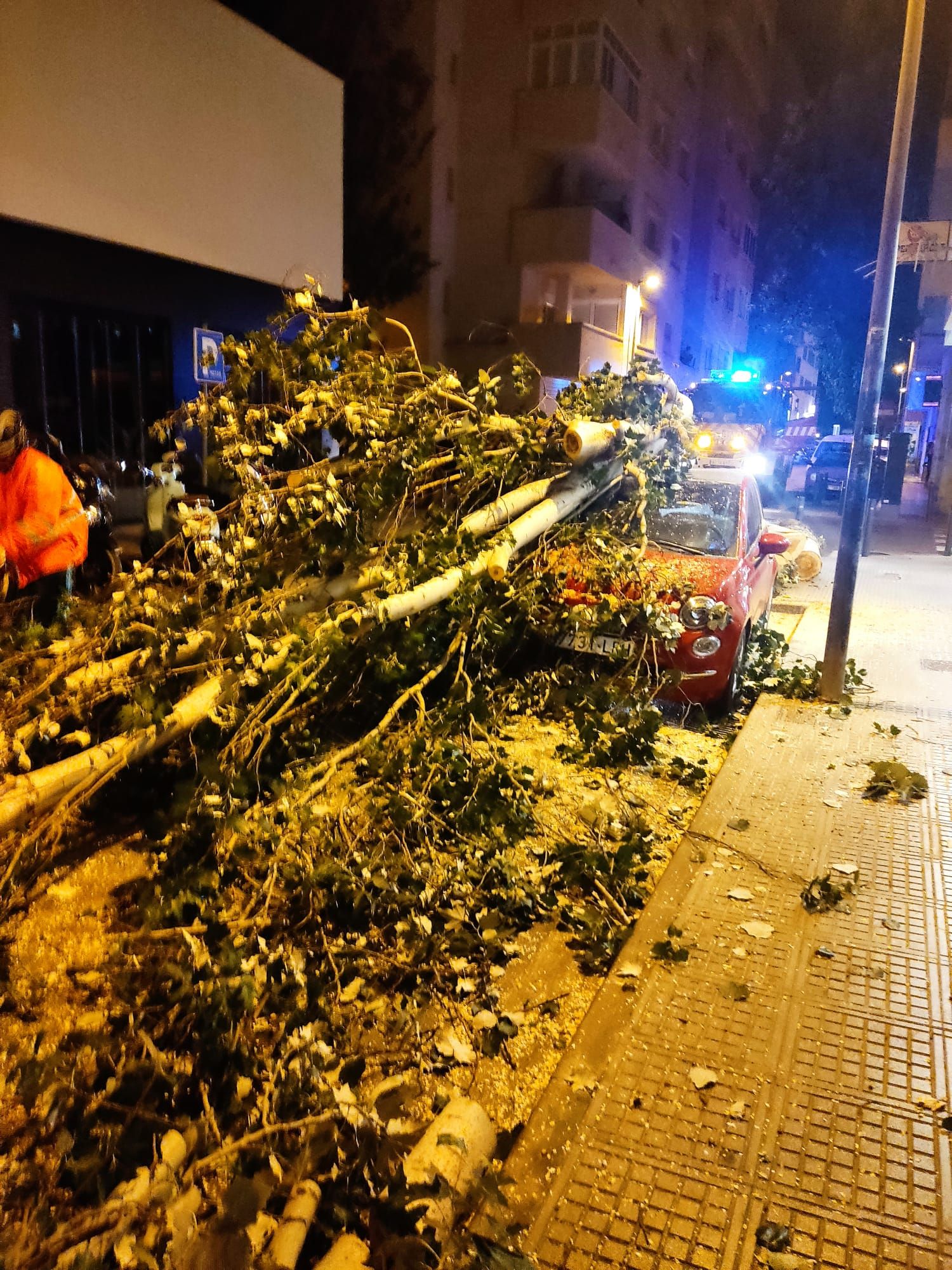 Un árbol cae encima de un coche.