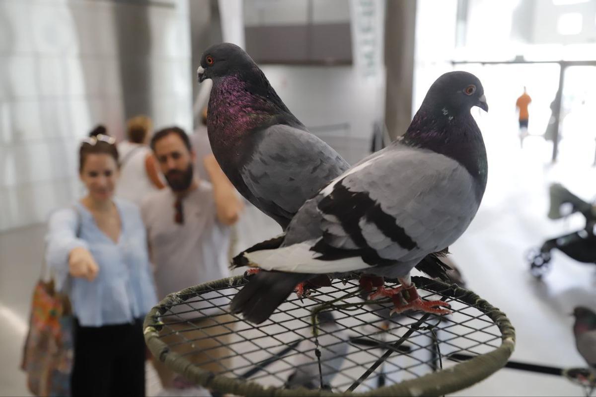 La feria Intercaza 2025, en imágenes