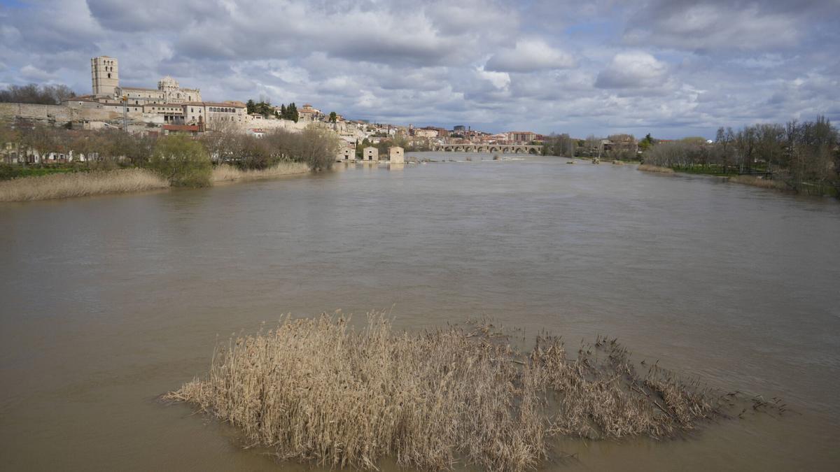 El Duero casi tapa por completo los aliviaderos de las acenas de Olivares.
