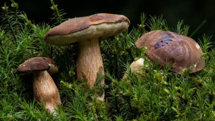 Empieza la temporada de setas, un alimento sin grasa ni colesterol que además adelgaza