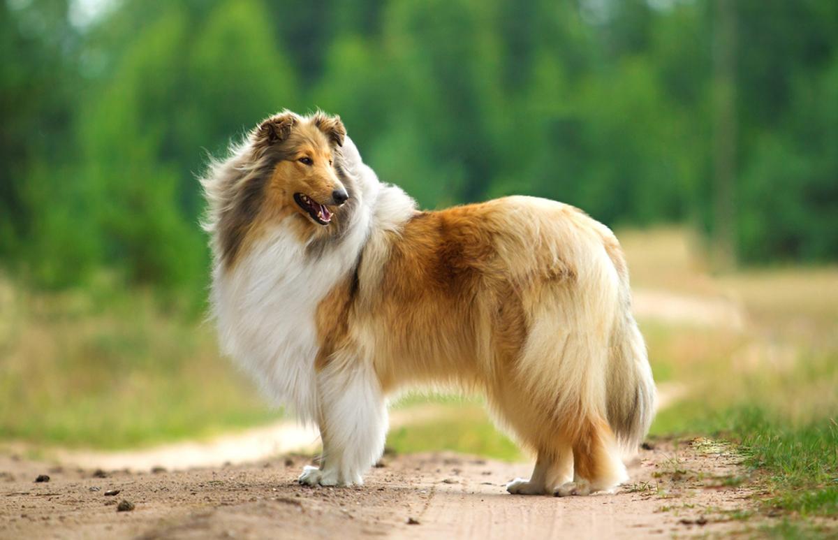 Collie.