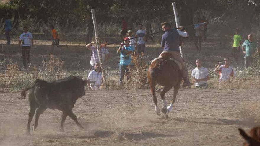 El bóvido persigue a un caballo.