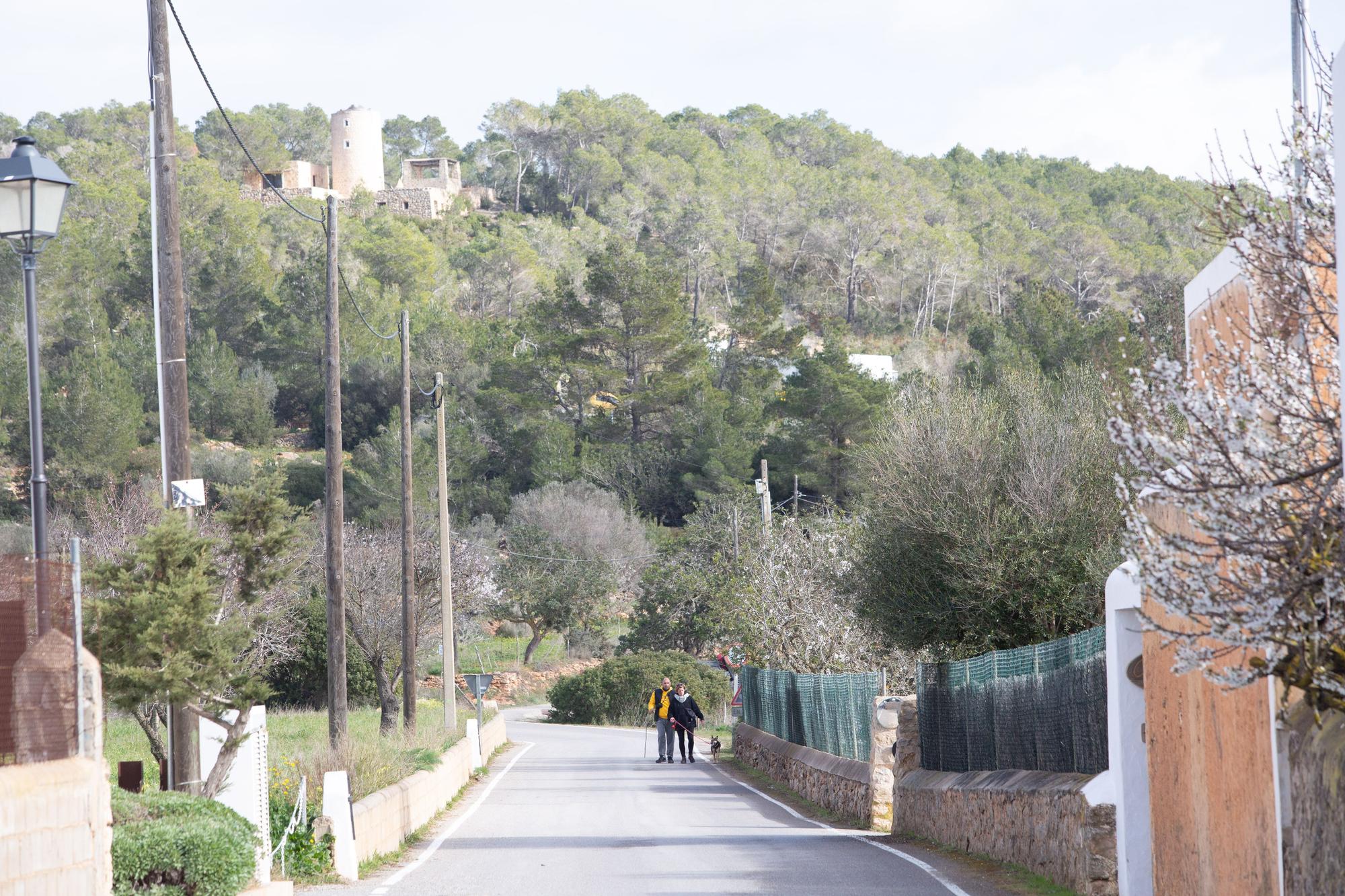 Almendros en flor en Ibiza