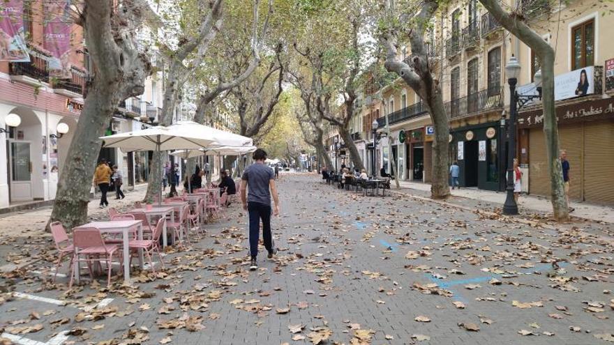 Plataneros de Marqués de Campo. | A. P.F.