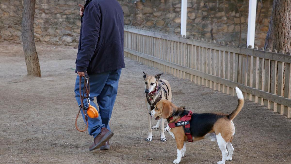 Piden que la policía controle a los perros sin atar en Plasencia.