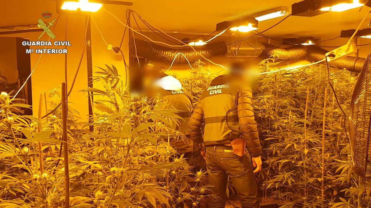 Marihuana incautada en la Operación Extinde de la Guardia Civil, en enero de 2020