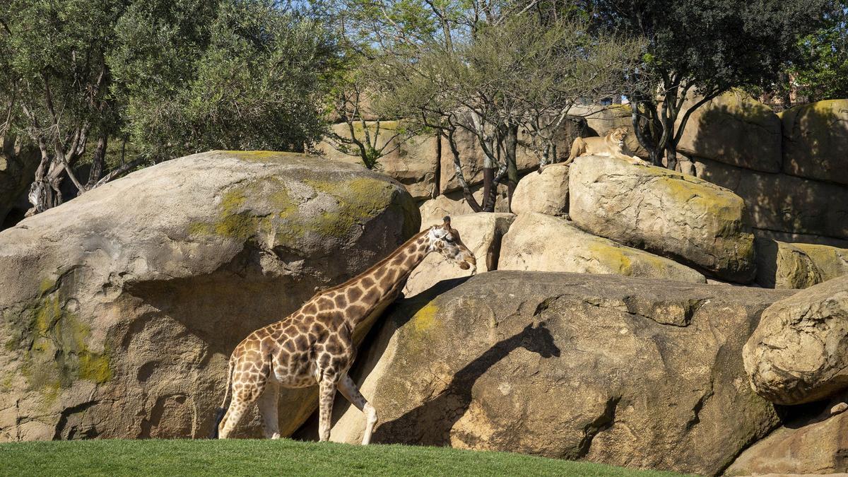 Bioparc celebra el Día Internacional de la Biodiversidad con su apuesta por proteger las especies en peligro de extinción.