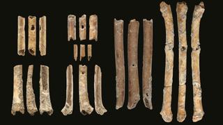 Los humanos prehistóricos usaban huesos de aves como flautas para atraer presas
