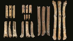 Estas siete flautas (cada una mostrada desde tres vistas) hechas de huesos de pequeñas aves acuáticas son los instrumentos de viento más antiguos que se conocen en el Medio Oriente, según un nuevo estudio.