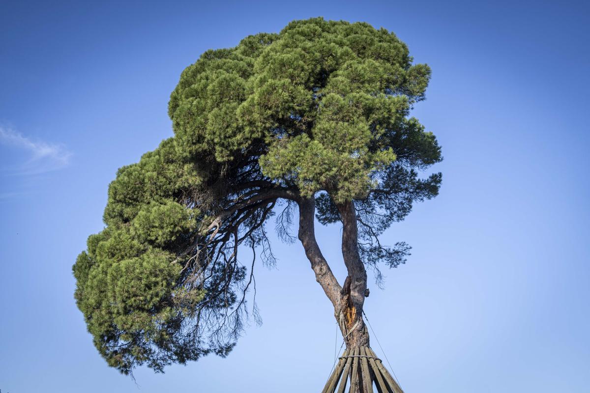 Barcelona, 24/10/2025 Sociedad. Radiografía árboles monumentales catalanes. FOTO: Sandra Saura (pelo corto) junto a Laura Olivé, ambas científicas que estudian los árboles monumentales Catalanes. Pi d'en Xandri (Sant Cugat). AUTOR: MANU MITRU