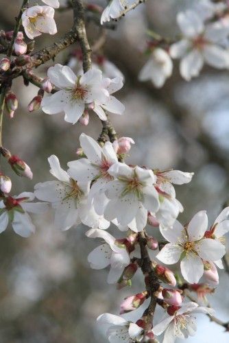 Die ersten Mandelblüten auf Mallorca