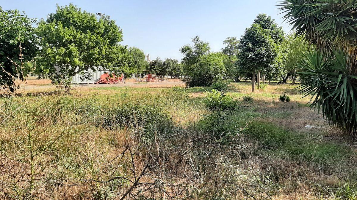 En este jardín, junto al espacio en el que está el tiro y arrastre es dónde se proyecta el refugio para gatos de Vila-real.