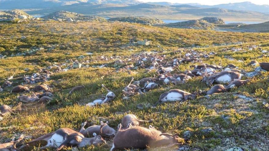 Más de 300 renos mueren en Noruega a causa de una tormenta eléctrica