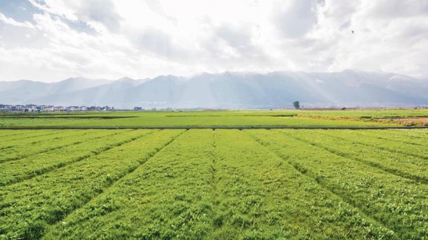 Agricultura ecològica, alguna cosa més que moda