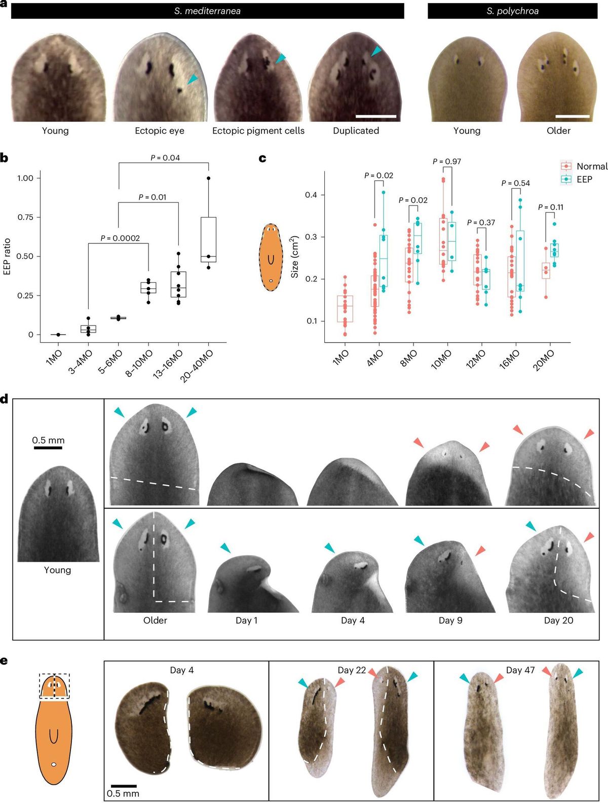 Envejecimiento y rejuvenecimiento de los ojos de planarias.
