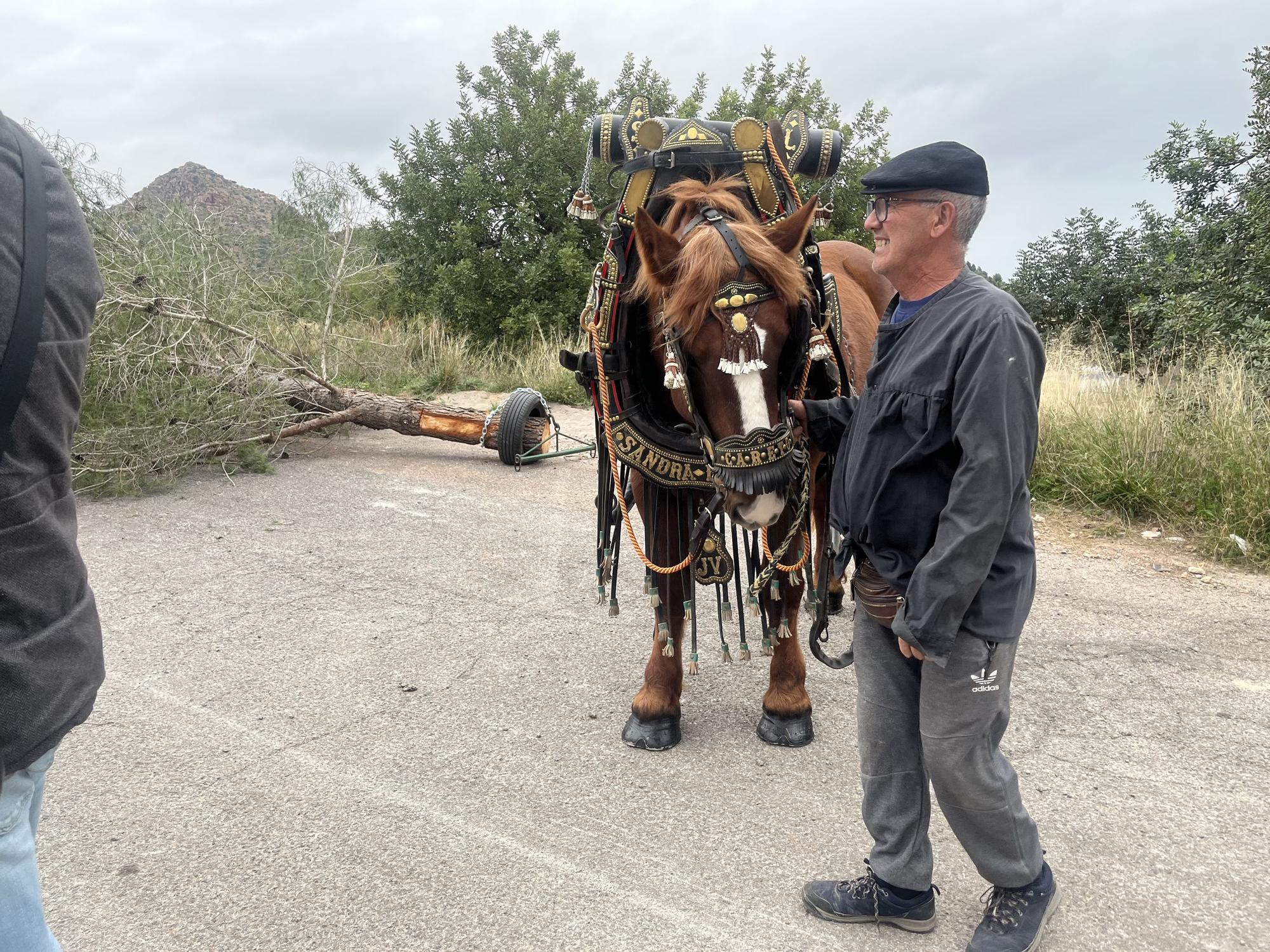 Baixà del pi de las fiestas de Sant Antoni 2023 en la Vall