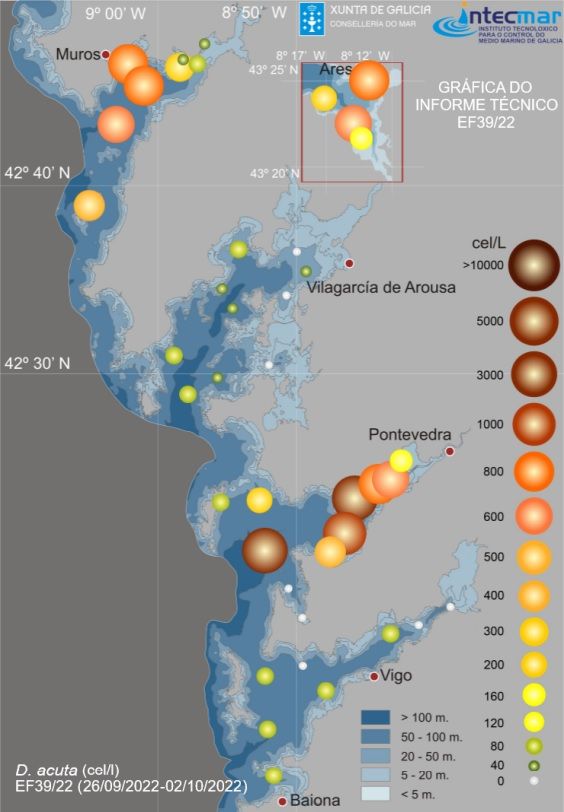 Este gráfico elaborado por el Intecmar permite apreciar la importante acumulación de “Dinophysis acuta”, que al formar floraciones masivas puede provocar intoxicaciones por toxina diarreica (DSP). Se trata de las toxinas del género lipofílico que protagonizan el episodio tóxico actual. Cuanto más grandes y más oscuros son los círculos, mayor es el nivel de toxicidad en el agua.