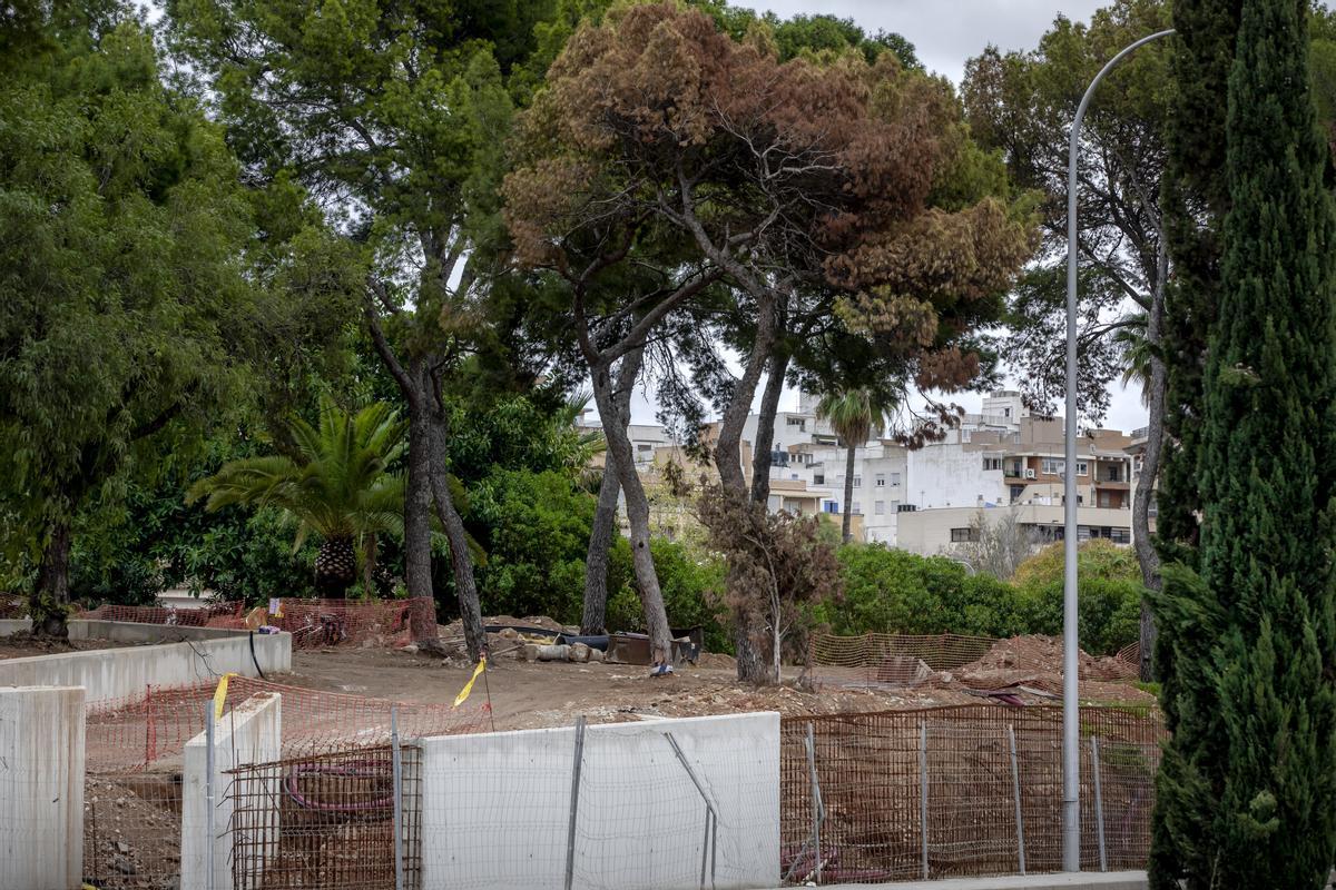 PALMA, DENUNCIAN EN TWITTER EL MAL ESTADO DEL ARBOLADO DEL HOSPITAL PSIQUIATRICO DE PALMA DEBIDO A LAS OBRAS DE REFORMA DEL MURO EXTERIOR.