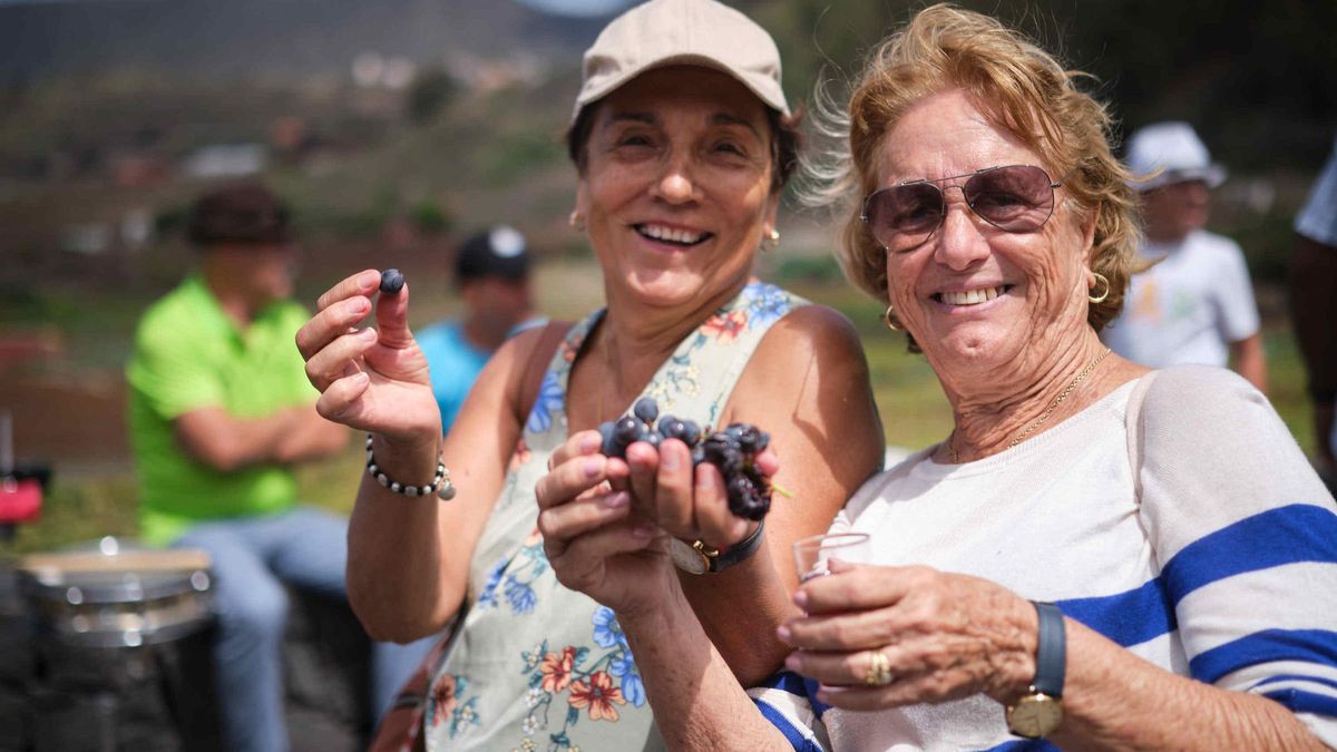 Tegueste Cancels All Wine Harvest Festival Activities Due to Phylloxera Threat