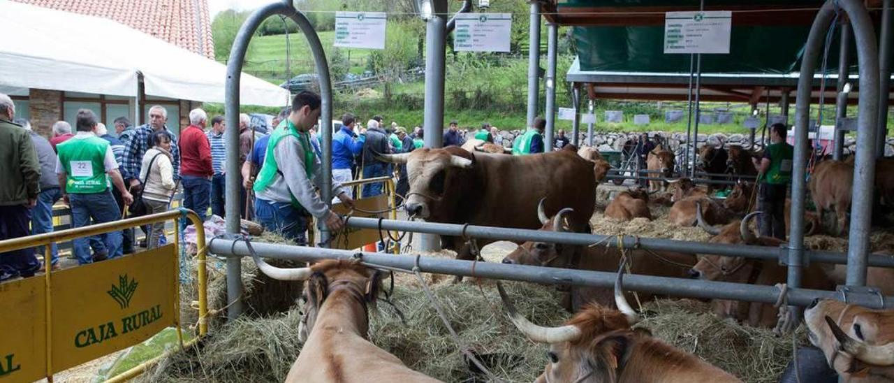 La feria celebrada el año pasado en mayo en Campo de Caso, una de las que no se autorizan ahora.