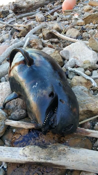 Aparece un calderón muerto en una playa de Pollença