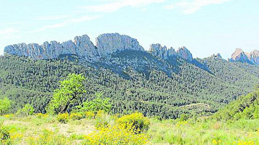 Terreny forestal adquirit a Benimantell.