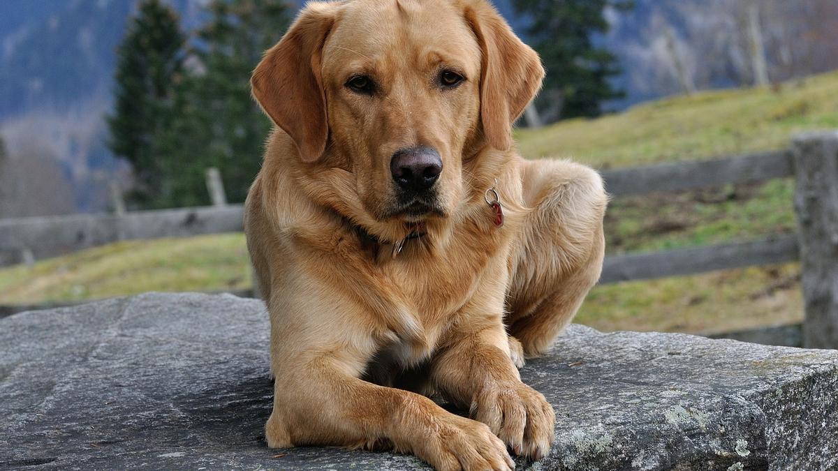 Razas de perros de caza: labrador