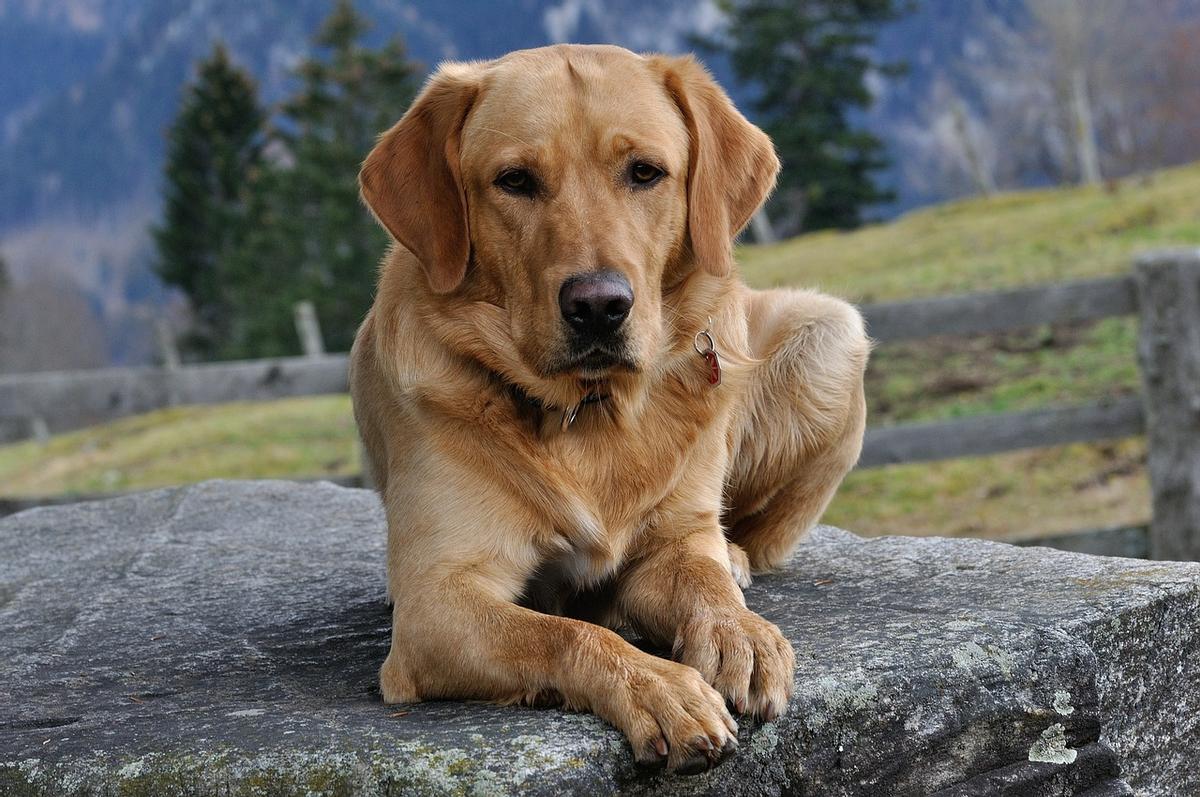 Razas de perros de caza: labrador