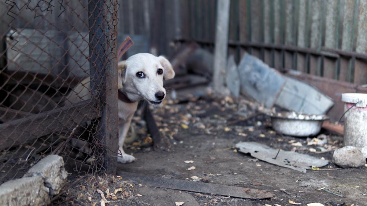 CURSO TENER PERRO | Las 10 obligaciones de la nueva Ley de Protección  Animal para dueños