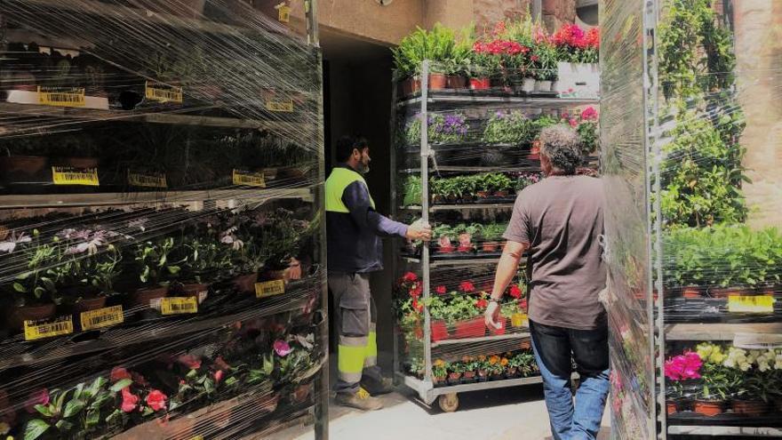 Preparatius de Santpedor en flor