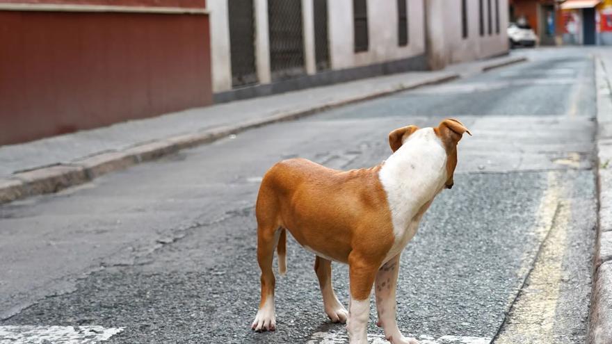 La palabra de 4 letras que casi todo el mundo desconoce y que sirve para ahuyentar a un perro