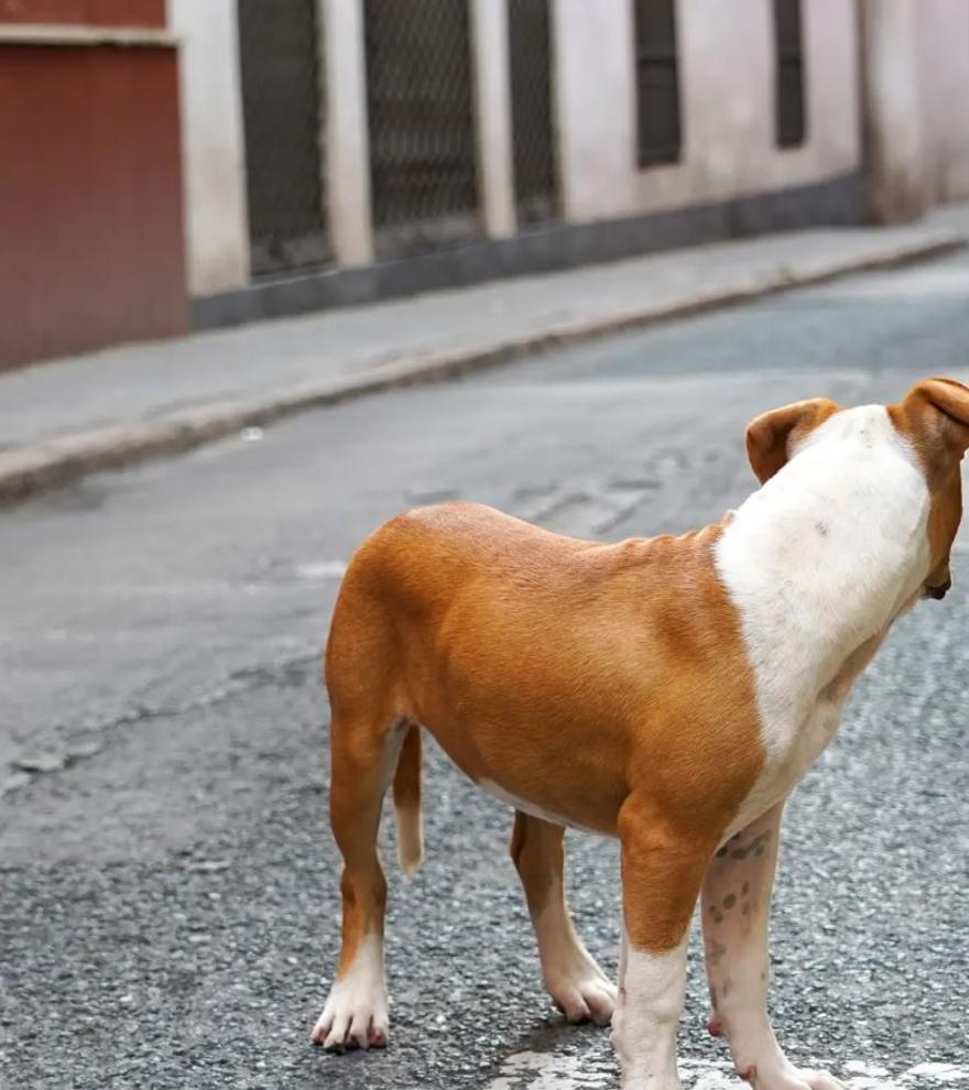 La palabra de 4 letras que casi todo el mundo desconoce y que sirve para ahuyentar a un perro