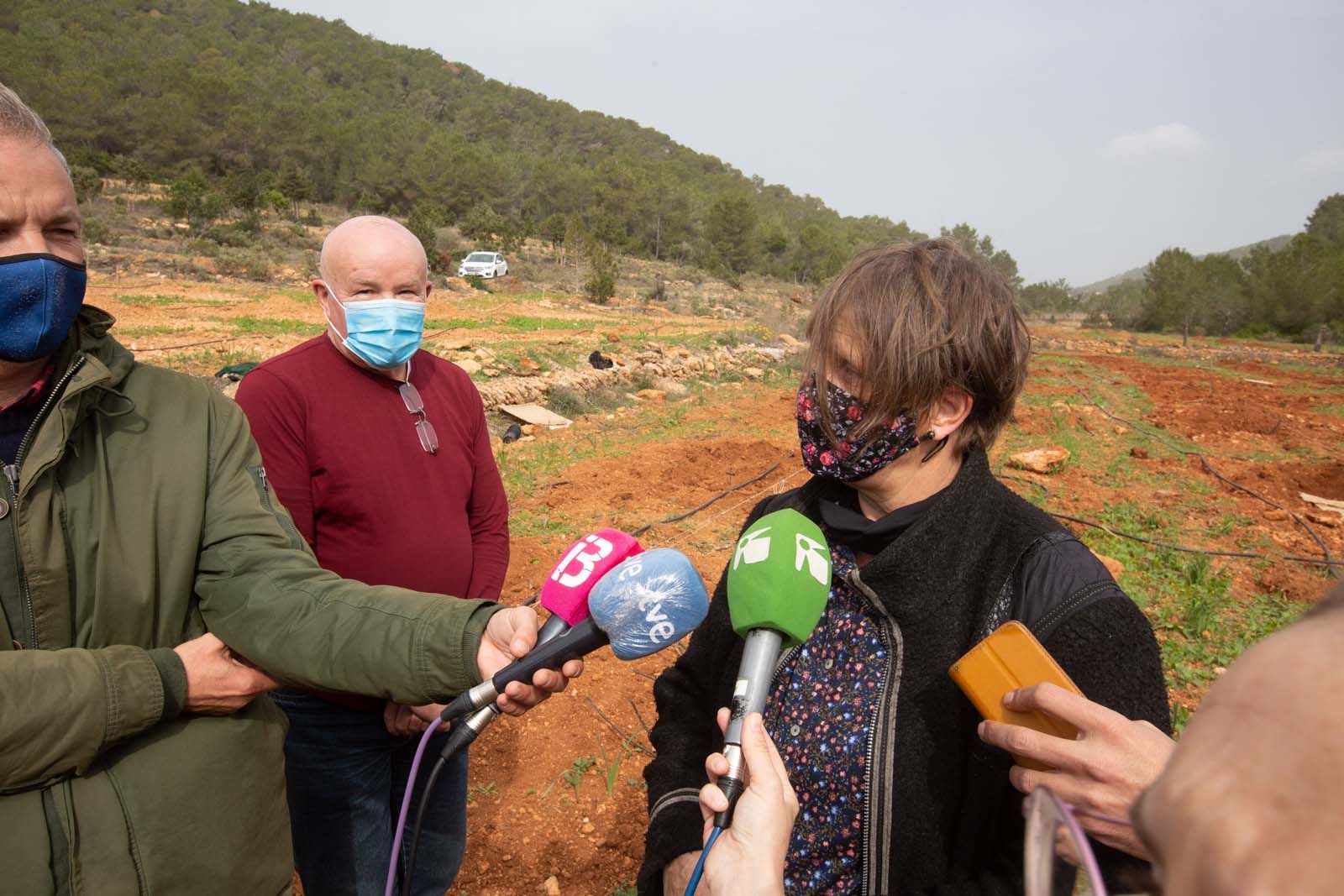 Higos en un bancal abandonado de Ibiza