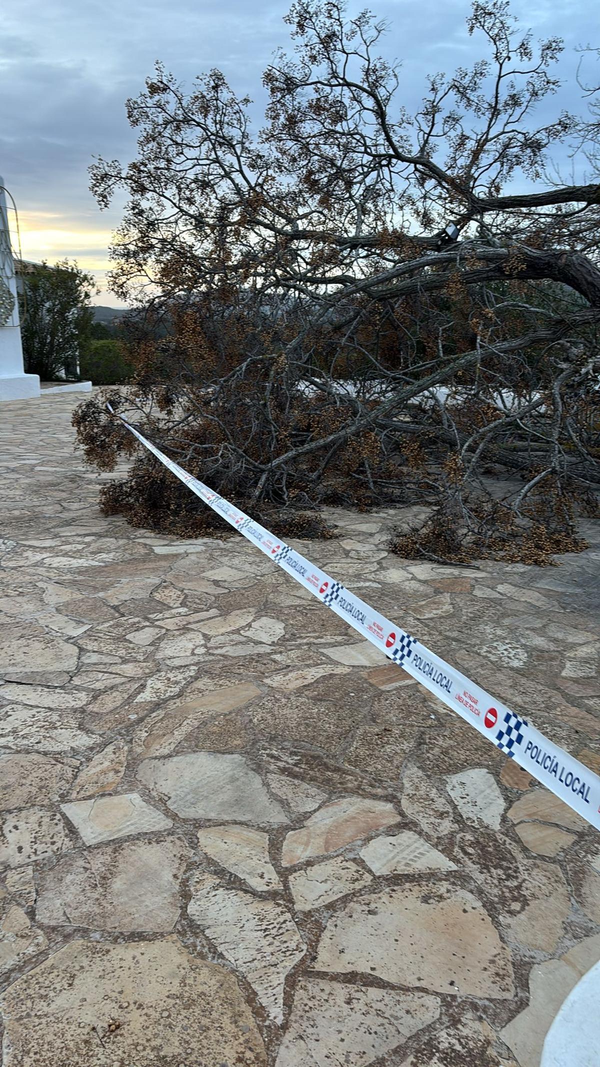 Caída de un árbol en Sant Joan a causa de la borrasca Ingrid