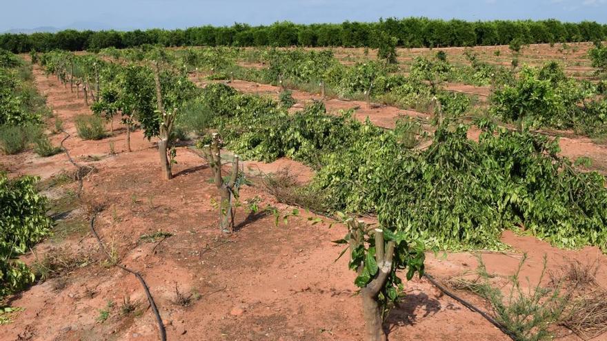 Campo destruido por plantar de manera ilegal la variedad de mandatinas Orri