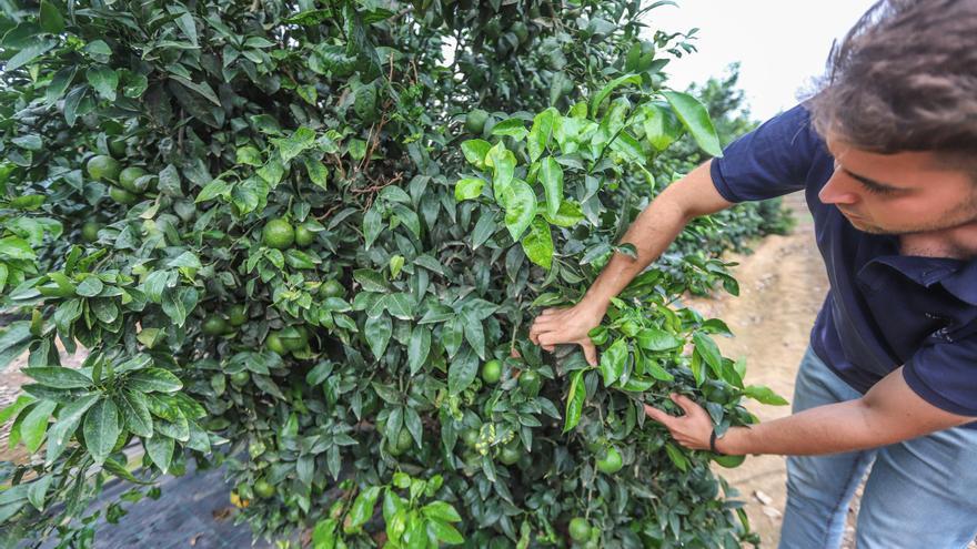 Las nuevas variedades de mandarina casi duplican el precio de la clemenules