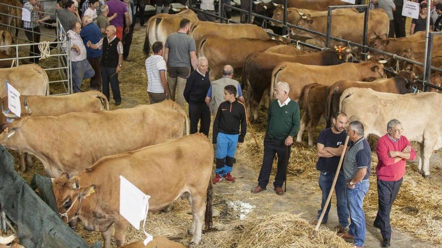 Laviana celebra este jueves su LX Concurso de ganado de La Pontona, que repartirá 4.000 euros en premios