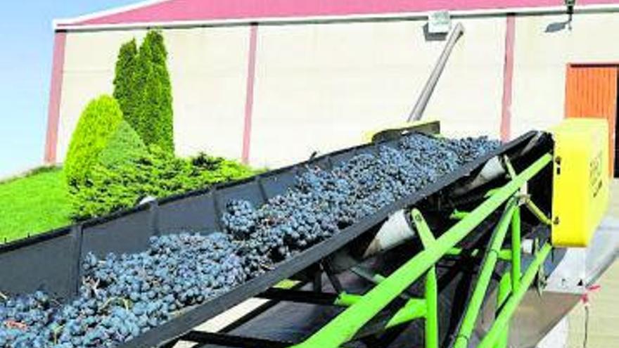 Recepción de uva en una bodega de Tierra del Vino.