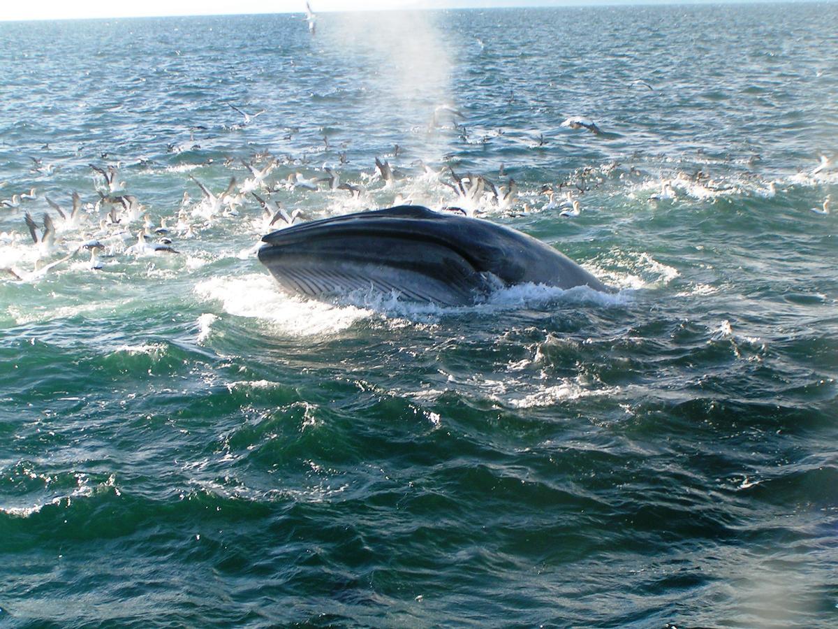 Ballena de Bryde en Nueva Zelanda.