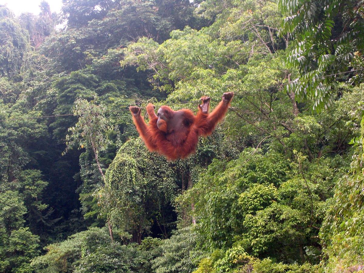 Orangután de Sumatra.