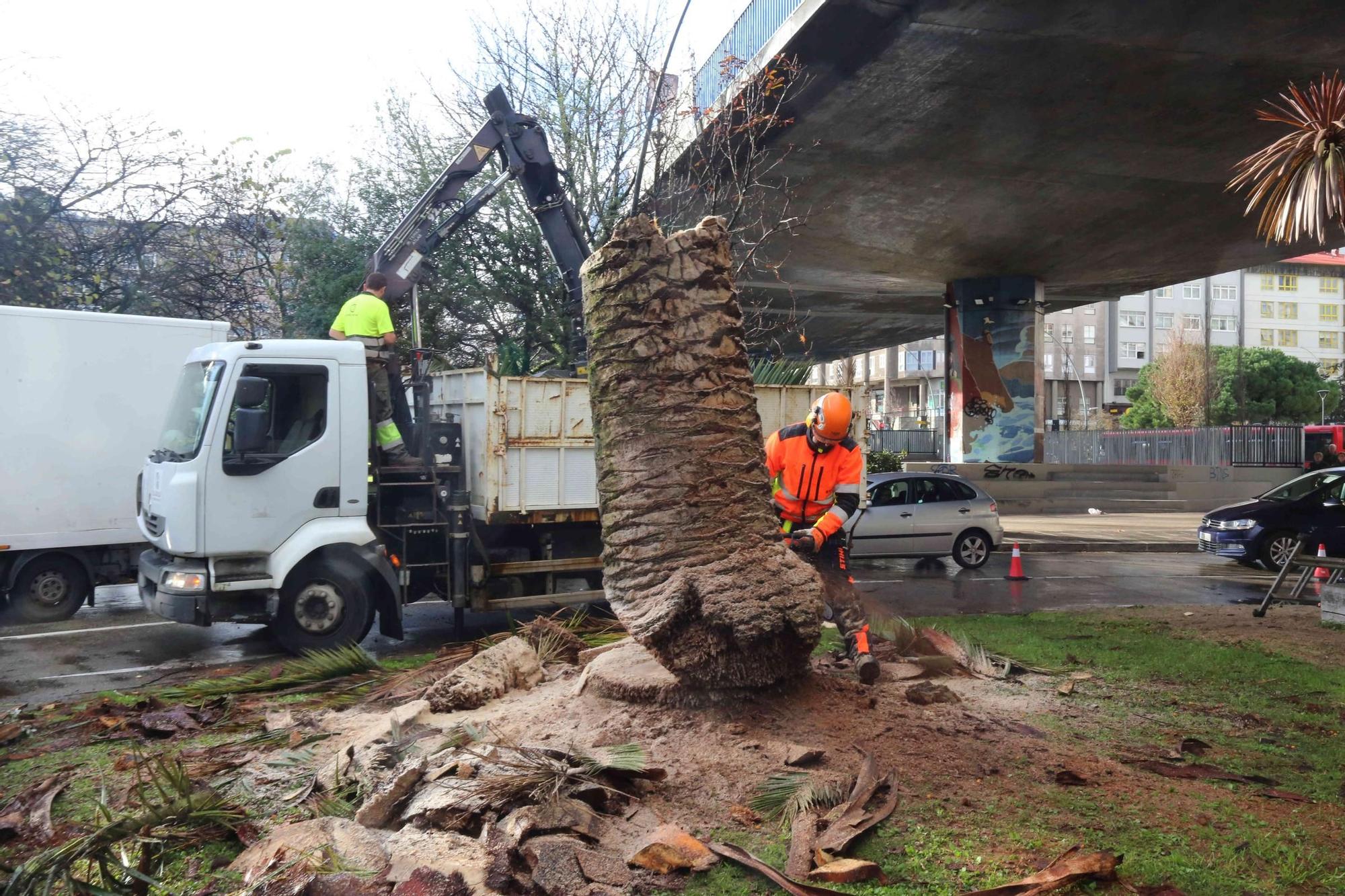 La tala del picudo rojo obliga a talar un nuevo ejemplar en Cuatro Caminos