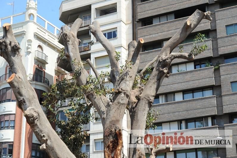 El estado final del ficus de Santo Domingo