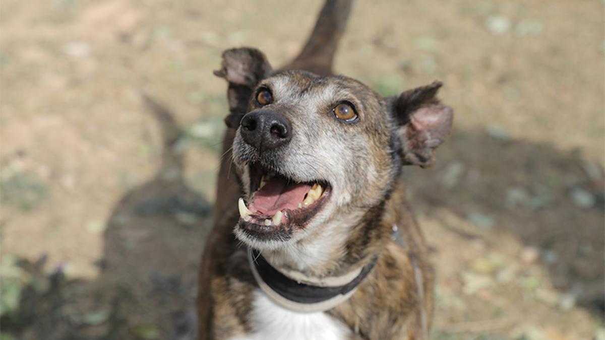 Un perro senior.